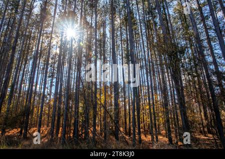 Strahlende Sonnenstrahlen strahlen strahlen im Herbst durch Kiefern in einem hellblauen Himmel. Stockfoto