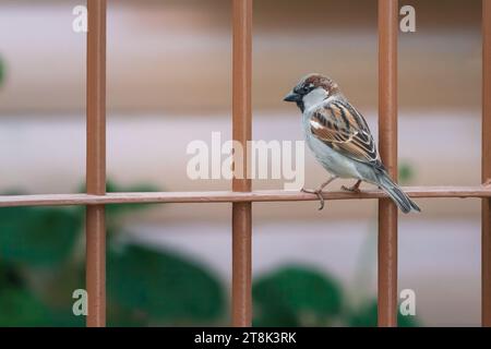 Haus Sperling Vogel (Passer domesticus) Stockfoto
