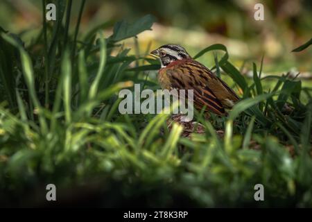 Sperling mit Rufenkragen auf dem Gras (Zonotrichia capensis) Stockfoto