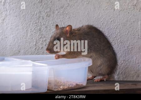 Häufig Braune Ratte essen (Rattus norvegicus) Stockfoto