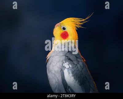 Farbenfroher Cockatiel-Vogel auf blauem Hintergrund (Nymphicus hollandicus) Stockfoto