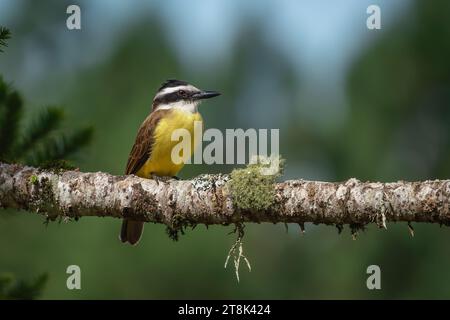 Großer Kiskadee-Vogel (Pitangus sulphuratus) Stockfoto