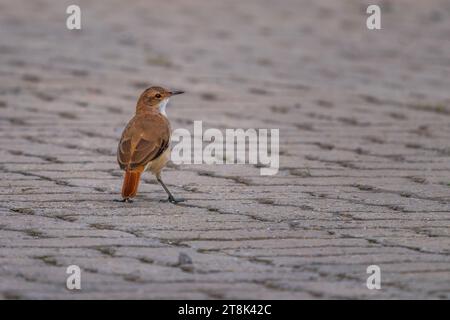 Hornero Ovenvogel (Furnarius rufus) Stockfoto