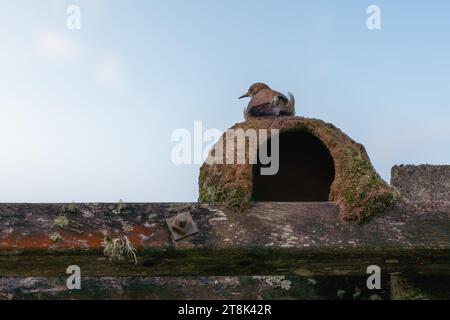 Rufous Hornero Tonnest (Furnarius rufus) Stockfoto