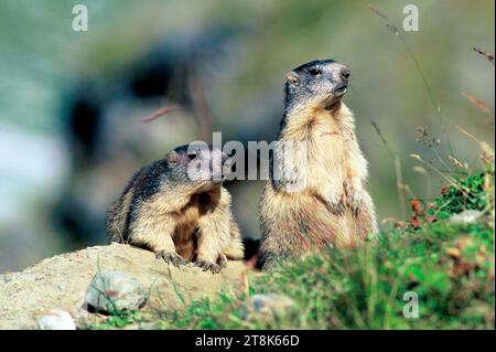 Marmota marmota (Marmota marmota), zwei Almmurmeltiere in ihrer Höhle, Frankreich, Savoie Stockfoto