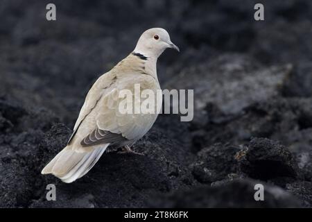 Taube mit Kragen, Eurasische Taube mit Kragen (Streptopelia Decocto), hoch auf einem Hektar, Italien, Toskana Stockfoto