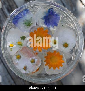 selbstgemachte Eiswürfel aus Frühlingskräutern und Blumen in einem Glas Wasser Stockfoto