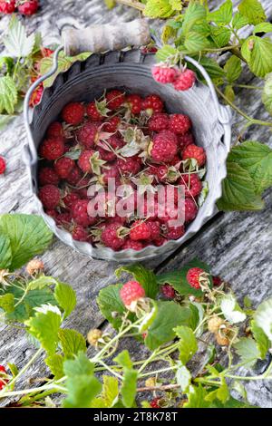 Europäische rote Himbeere (Rubus idaeus), in einem Eimer gesammelte Himbeeren Stockfoto