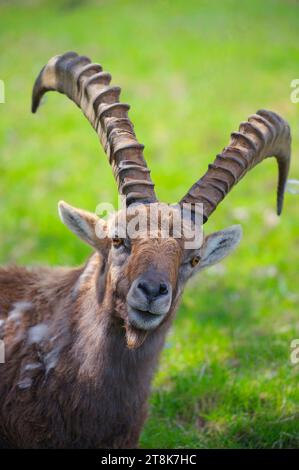 Alpensteinbock (Capra Steinbock, Capra Steinbock), männlich, Porträt, Frankreich, Savoie, Maurienne-Tal Stockfoto