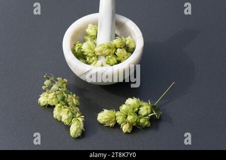 Hopfen (Humulus lupulus), Hopfenzapfen im Mörtel Stockfoto