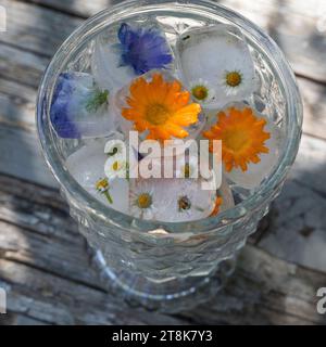 selbstgemachte Eiswürfel aus Frühlingskräutern und Blumen in einem Glas Wasser Stockfoto