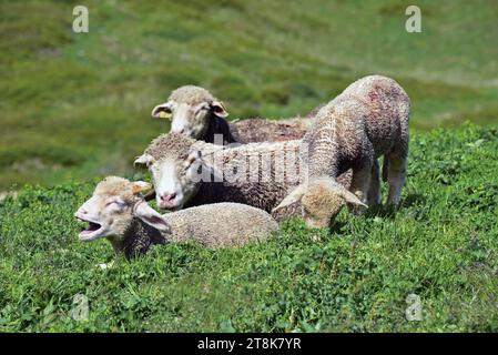 Hausschafe (Ovis ammon f. aries), Schafe mit Lämmern auf einer Wiese, Frankreich, Savoie, Maurienne-Tal, Saint Colomban des Villards Stockfoto