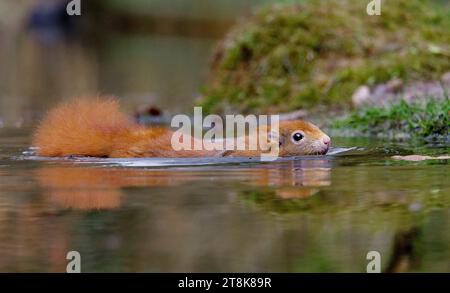 Europäisches Rotes Eichhörnchen, eurasisches Rotes Eichhörnchen (Sciurus vulgaris), Schwimmen im Teich, Seitenansicht, Niederlande, de Loonse en Drunense Duinen National Stockfoto