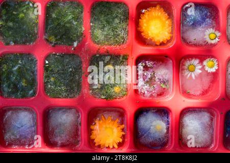 selbstgemachte Eiswürfel aus Frühlingskräutern und Blumen Stockfoto