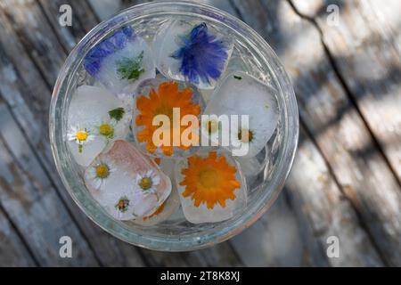 selbstgemachte Eiswürfel aus Frühlingskräutern und Blumen in einem Glas Wasser Stockfoto