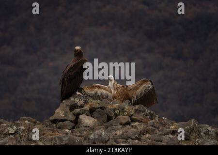 Gänsegeier kämpft mit schwarzem Geier in den Rhodopen. Gyps fulvus und Aegypius monachus wurden in Bulgarien wieder eingeführt. Ornithologie Durin Stockfoto