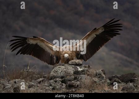 Eurasischer Gänsegeier im Rhodopen-Gebirge. Geier in den bulgarischen Bergen. Großer brauner Vogel mit langem weißem Hals, der Kadaver isst. Stockfoto