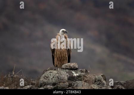 Eurasischer Gänsegeier im Rhodopen-Gebirge. Geier in den bulgarischen Bergen. Großer brauner Vogel mit langem weißem Hals, der Kadaver isst. Stockfoto