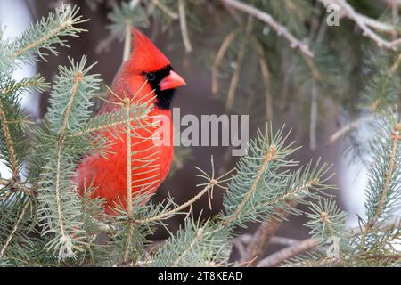 Nahaufnahme männlicher Nordkardinal (Cardinalis cardinalis), der in Weissfichtenzweigen im Chippewa National Forest im Norden von Minnesota, USA, thront Stockfoto