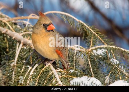 Nahaufnahme weiblicher Nordkardinal in Weißen Fichten-Zweigen im Chippewa National Forest im Norden von Minnesota USA Stockfoto