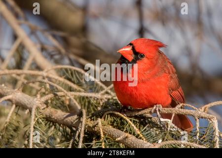 Nahaufnahme männlicher Nordkardinal (Cardinalis cardinalis), der in Weissfichtenzweigen im Chippewa National Forest im Norden von Minnesota, USA, thront Stockfoto