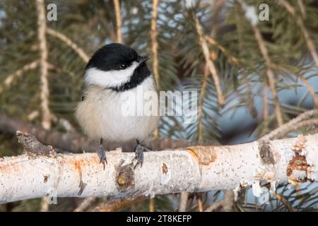 Nahaufnahme Black Capped Chickadee (Poecile atricapillus), die in den Zweigen einer weißen Fichte im Chippewa National Forest im Norden von Minnesota thront Stockfoto