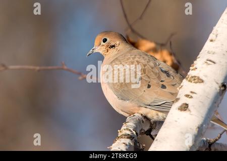 Mourning Dove thront (Zenaida macroura) auf weißem Birkenzweig mit schönem Bokeh im Chippewa National Forest im Norden von Minnesota, USA Stockfoto