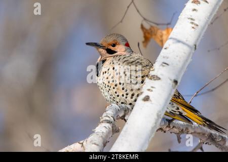 Close Up Northern Flicker (Colaptes auratus) Spechte thront auf dem Zweig einer PapierBirke im Chippewa National Forest im Norden von Minnesota, USA Stockfoto