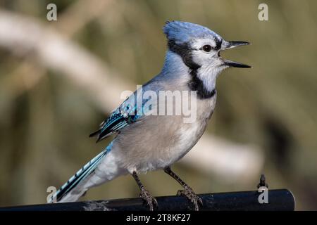 Nahaufnahme des Blue Jay (Cyanocitta cristata), der Schnäbel im Chippewa National Forest im Norden von Minnesota, USA, auseinander ruft Stockfoto