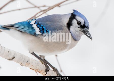 Nahaufnahme des Blue Jay (Cyanocitta cristata), der auf einem Birkenzweig im Chippewa National Forest im Norden von Minnesota, USA, thront Stockfoto