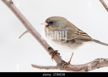 Weibliche dunkeläugige Junco (Junco hyemalis) thronte auf einem Birkenzweig im Chippewa National Forest im Norden von Minnesota, USA Stockfoto