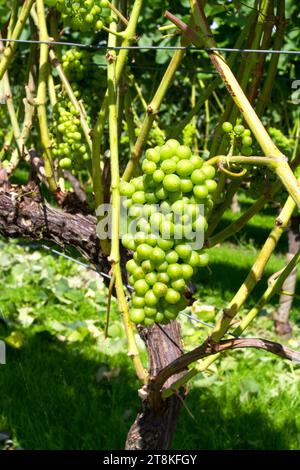 Trauben aus grünen Trauben für die Weinbereitung auf einer Rebe in Somerset, England, GB Stockfoto