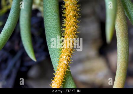 Eine Nahaufnahme einer Blume auf einer Oberonia cavaleriei Pflanze, einer Art Miniaturorchidee. Stockfoto