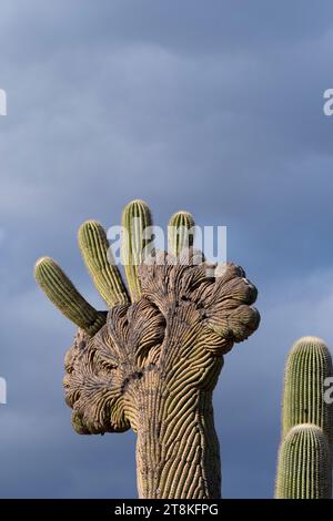 "Hawk on Crest", Saguaro mit Wappen, Pinal County, Arizona Stockfoto