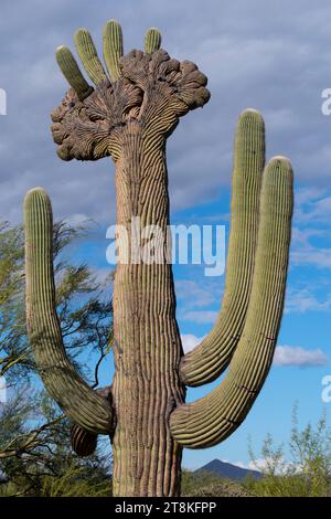 "Hawk on Crest", Saguaro mit Wappen, Pinal County, Arizona Stockfoto
