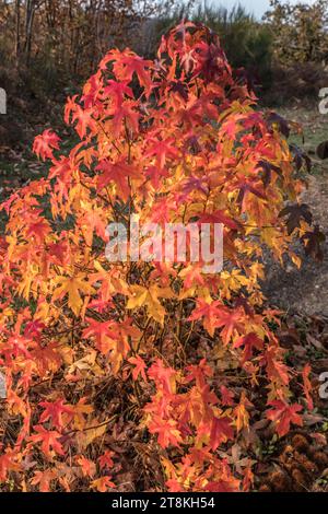 Site de la Roche en automne Stockfoto