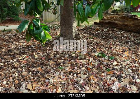 Natürlicher Fall Potpourri von gefallenen Blättern und Blütenkegeln auf dem Boden Stockfoto