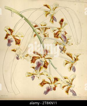 Vanda Tricolor - Curtis' 75 (Ser. 3 Nr. 5) pl. 4432 (1849). Stockfoto