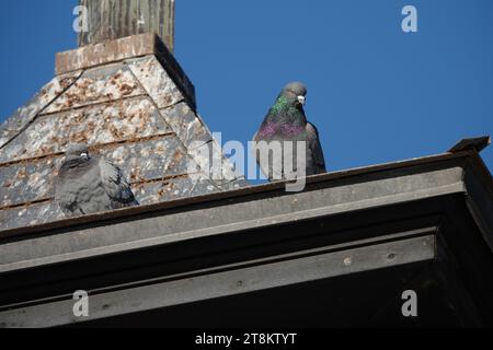 Zwei Tauben sitzen auf einem grauen Dach vor einem blauen Himmel Stockfoto