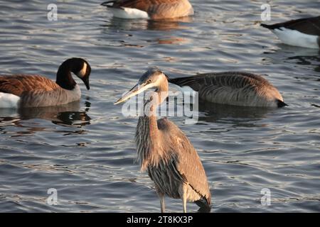 Ein großer blauer Reiher, der im Hudson River vor kanadischen Gänsen steht Stockfoto