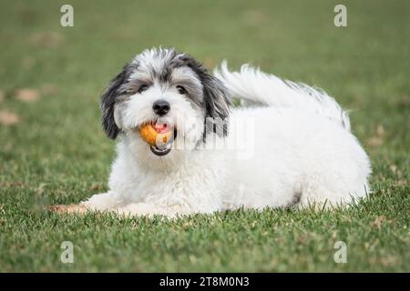 Glücklicher kleiner schwarz-weißer Hündchen aus Havanna mit orangefarbenem Ball, schaut in die Kamera. Stockfoto