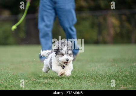 Happy Little Black and White Havanese Hündchen spielt holen. Stockfoto