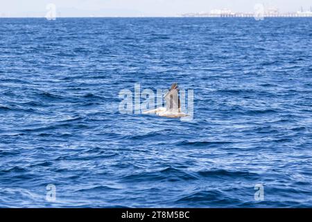 Pelikan im Flug über den Pazifik Stockfoto