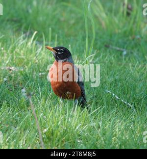 Ein amerikanischer Rotkehlchen, der in hellgrünem Gras sitzt Stockfoto