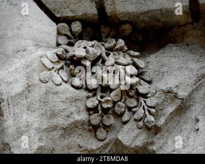 Gemüsedetail - der Trevi-Brunnen (1732-1762) in Rom (40164355154). Stockfoto