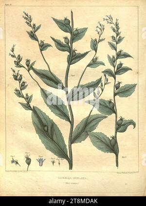 Gemüsemateria medica der Vereinigten Staaten, OR, medizinische Botanik (Tabelle 16) Stockfoto