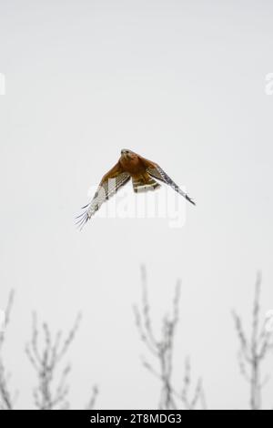 Der rotschultrige Hawk in Aktion Stockfoto