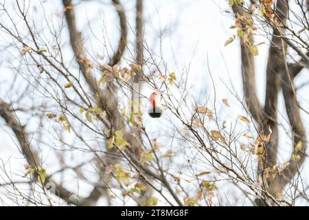 Red-bellied Woodpecker Stockfoto