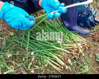 Die Hand einer Farmerin schneidet grüne Zwiebeln vom Feld Stockfoto