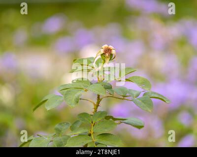 Eine verblasste Rose, die zu einer Rosenhüte wird. Blühende Rosenblüten an den Büschen, im Sommer Stockfoto